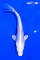 6" DOITSU PLATINUM OGON