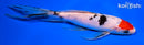 7.5" TANCHO SANKE BUTTERFLY