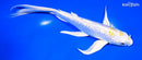 8" GINRIN LEMON HARIWAKE BUTTERFLY