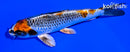 5.25" BENI GINGA