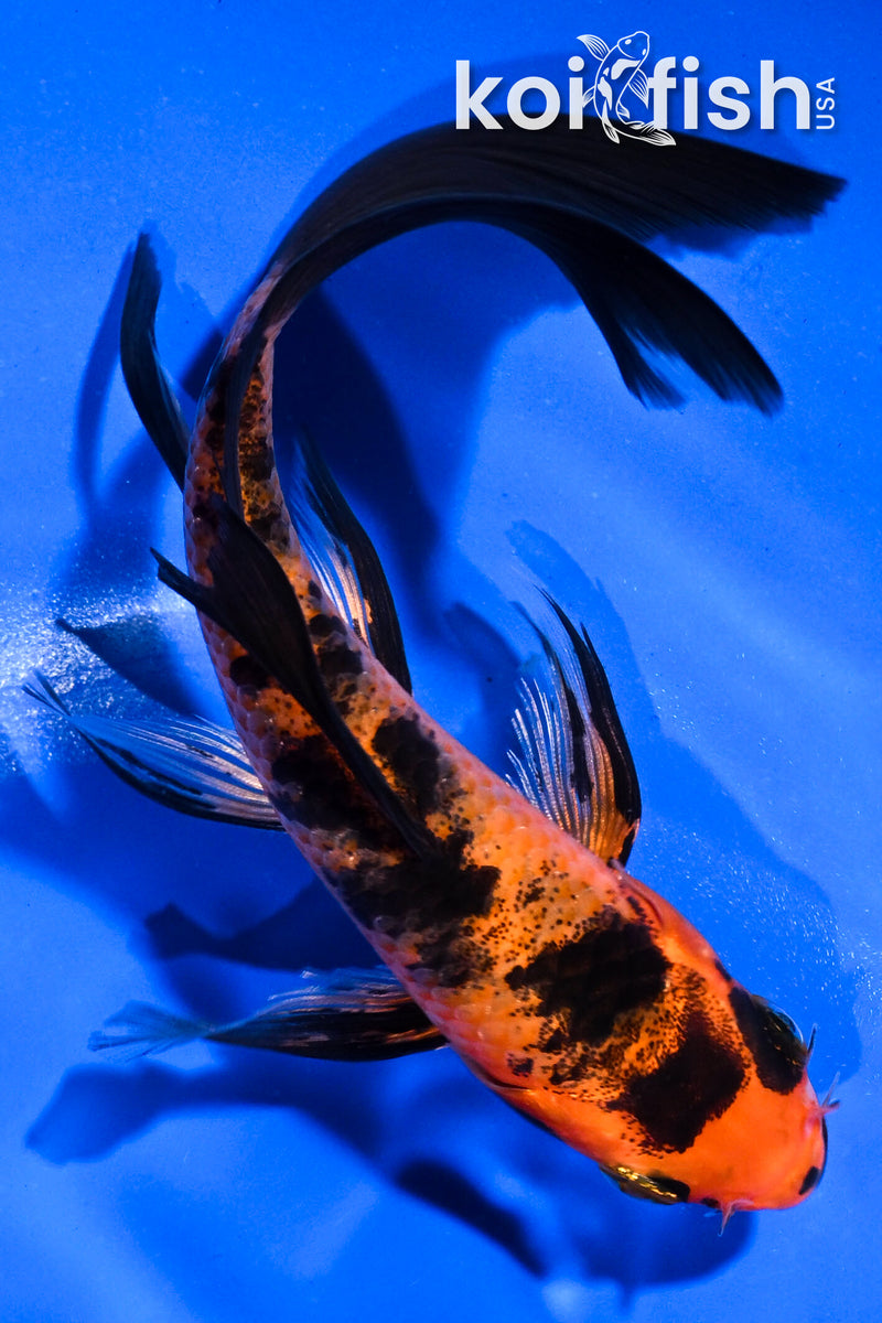 5.5" ORENJI BEKKO BUTTERFLY