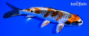 5.25" BENI GINGA