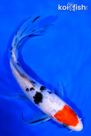 7.5" TANCHO SANKE BUTTERFLY