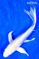 8" GINRIN LEMON HARIWAKE BUTTERFLY