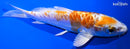 6" KIKUSUI