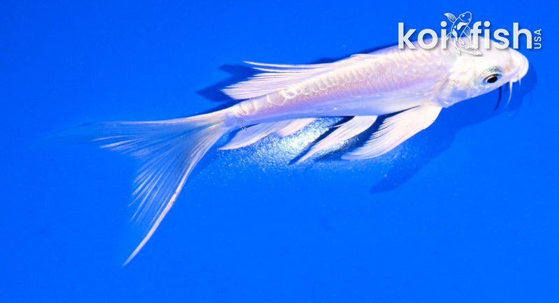 5" DOITSU PLATINUM OGON BUTTERFLY