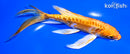 7.25" DOITSU YAMABUKI OGON BUTTERFLY