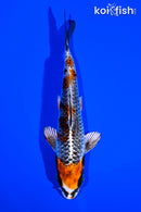 5.25" BENI GINGA