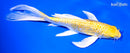 8.25" GINRIN LEMON HARIWAKE BUTTERFLY