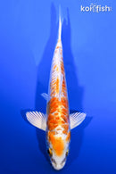 6" KIKUSUI
