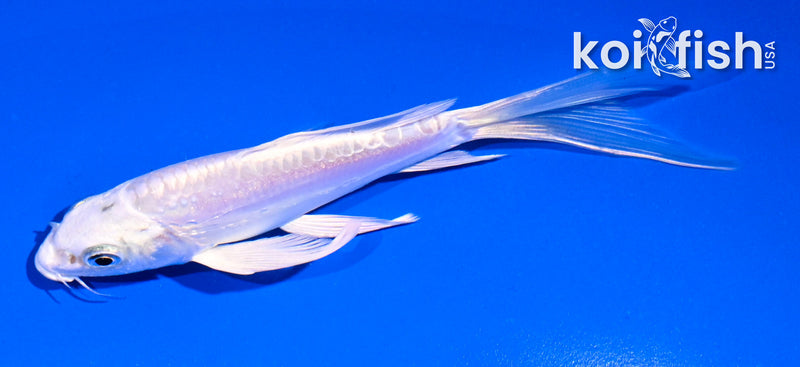 5" DOITSU PLATINUM OGON BUTTERFLY