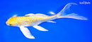 8.25" GINRIN LEMON HARIWAKE BUTTERFLY