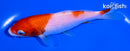 5.5" KOHAKU