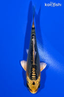 4" KIN KIKOKURYU