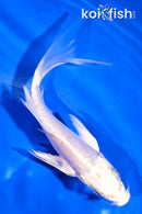 5" DOITSU PLATINUM OGON BUTTERFLY