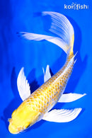 8.25" GINRIN LEMON HARIWAKE BUTTERFLY