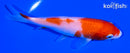 5.5" KOHAKU