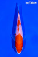 5.5" KOHAKU
