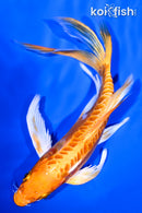 7.25" DOITSU YAMABUKI OGON BUTTERFLY