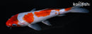 5.5" GOSHIKI