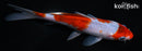 5.5" GOSHIKI