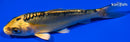4" KIN KIKOKURYU