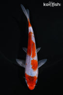 5.5" GOSHIKI