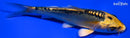4" KIN KIKOKURYU