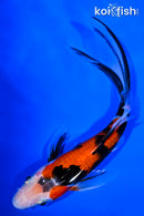 7" AKA SANKE BUTTERFLY
