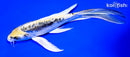 7.5" KIN KIKOKURYU BUTTERFLY