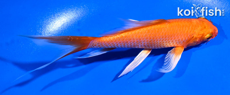 5.5" ORENJI OGON BUTTERFLY