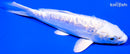 6" GINRIN DOITSU PLATINUM OGON