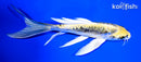 7.5" KIN KIKOKURYU BUTTERFLY