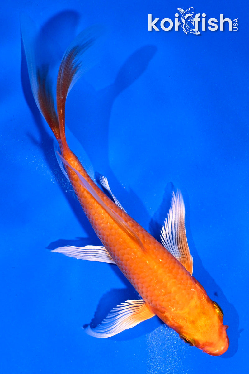 5.5" ORENJI OGON BUTTERFLY