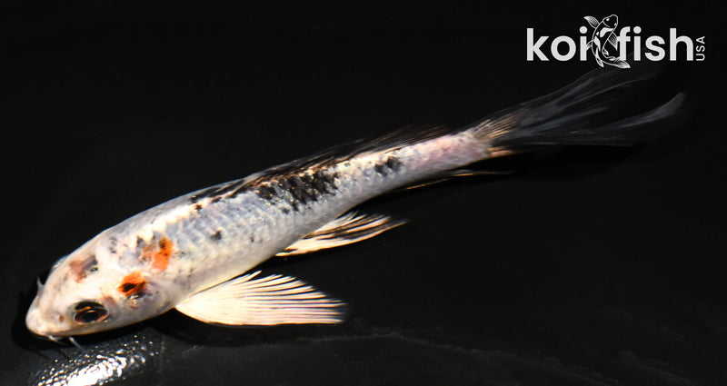 5" YAMATO NISHIKI BUTTERFLY