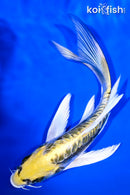 7.5" KIN KIKOKURYU BUTTERFLY