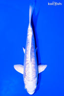 6" GINRIN DOITSU PLATINUM OGON