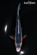5.25" ASAGI