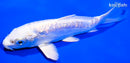 6" GINRIN DOITSU PLATINUM OGON