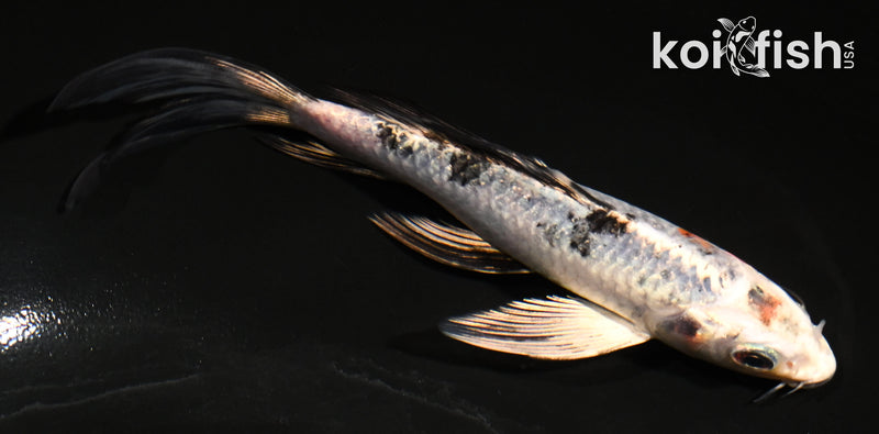 5" YAMATO NISHIKI BUTTERFLY