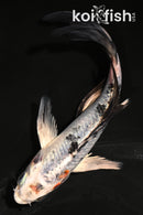 5" YAMATO NISHIKI BUTTERFLY