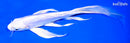 8.5" DOITSU PLATINUM OGON BUTTERFLY