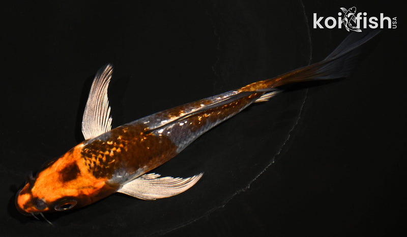 5.5" GINRIN BENI GINGA BUTTERFLY