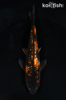 5.5" GINRIN HI SHOWA