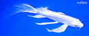 8.5" DOITSU PLATINUM OGON BUTTERFLY