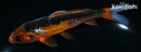 5.5" ARAGOKE HI SHUSUI