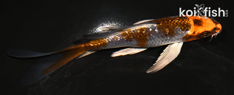 5.5" GINRIN BENI GINGA BUTTERFLY