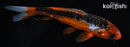 5.5" ARAGOKE HI SHUSUI