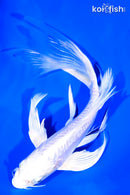 8.5" DOITSU PLATINUM OGON BUTTERFLY