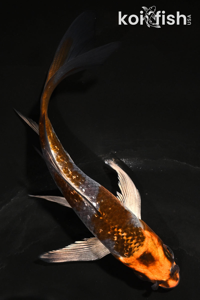 5.5" GINRIN BENI GINGA BUTTERFLY